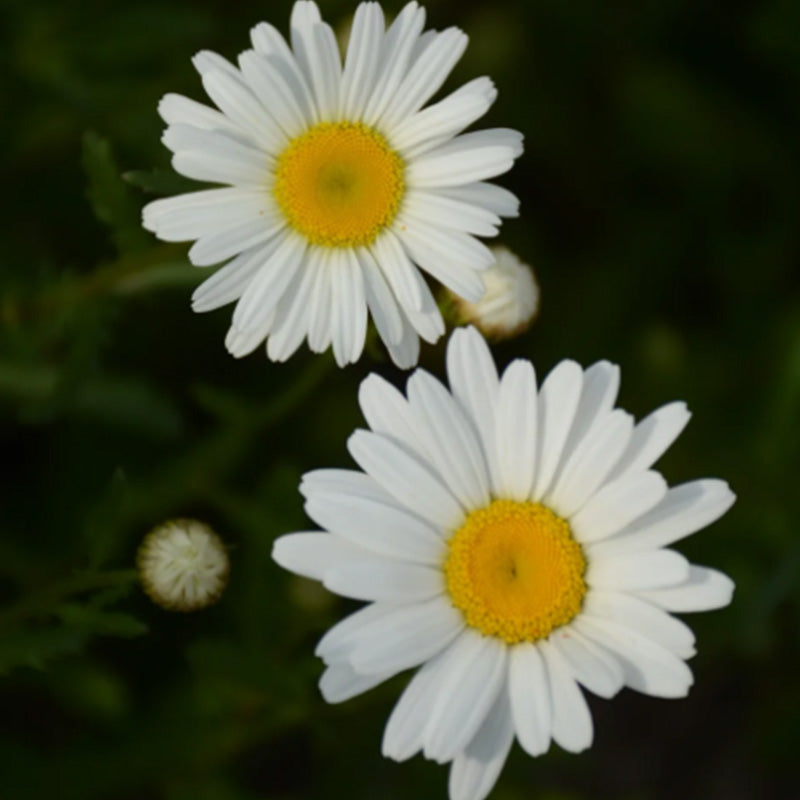 Shasta Daisy Seeds - Classic White