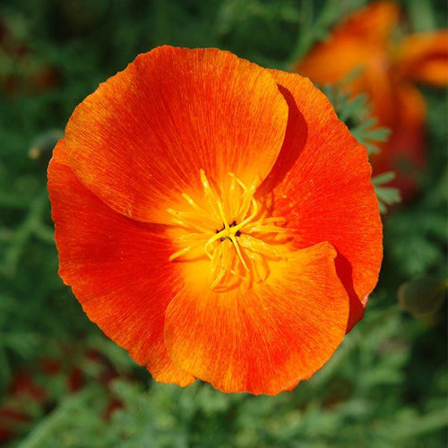 California Poppy Seeds - Red & Yellow