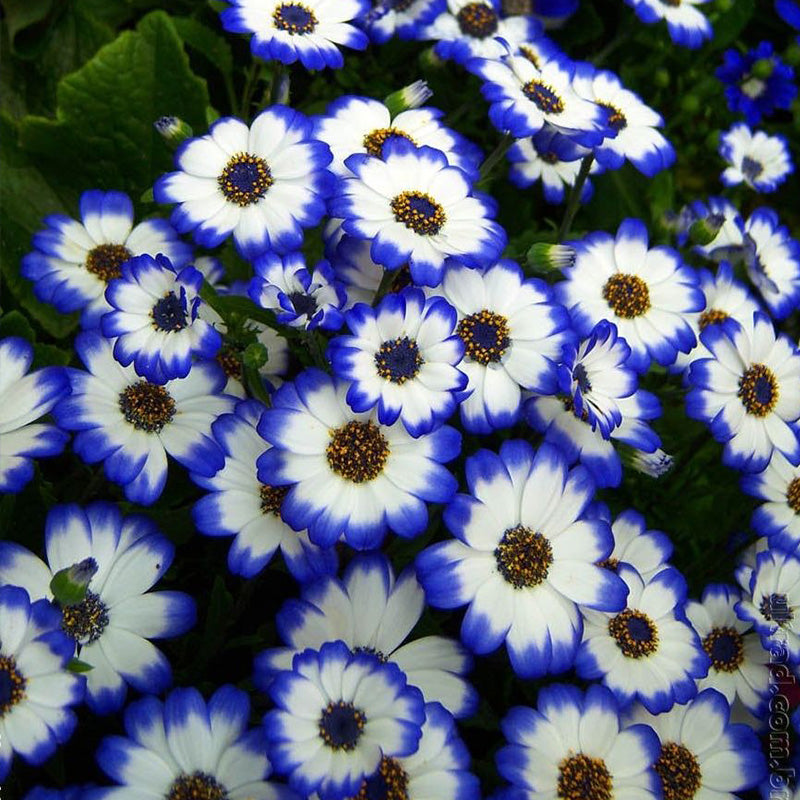 African Daisy Seeds - White with Blue Rim