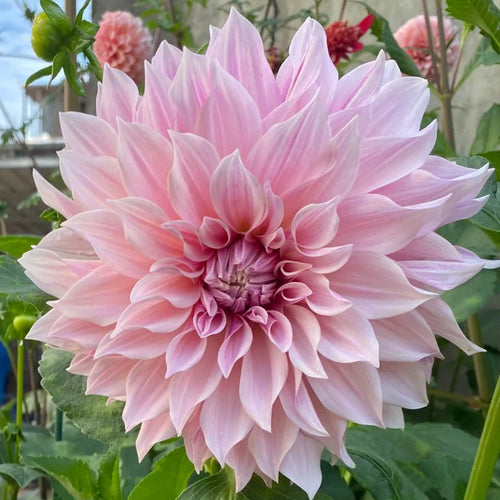 Dahlia Seeds - Soft Pink