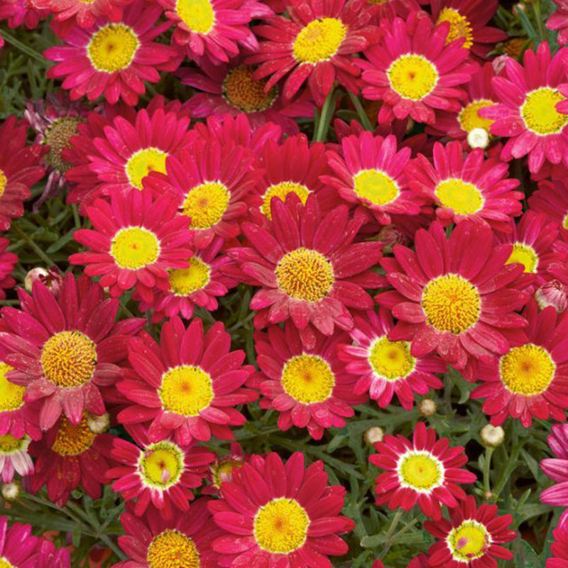 African Daisy Seeds - Magenta