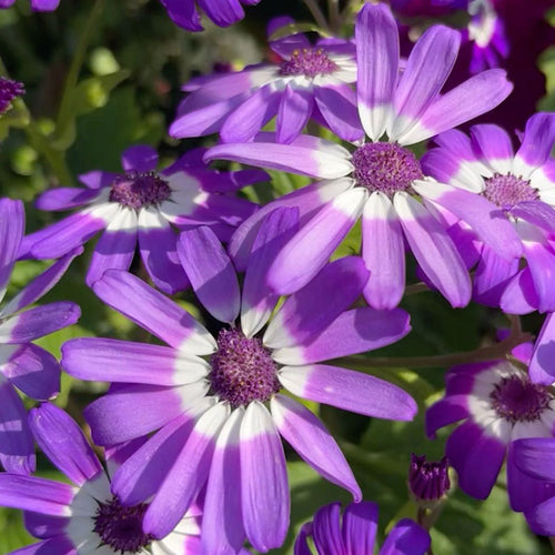 African Daisy Seeds - Purple White-Eye