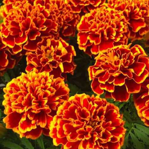 African Marigold Seeds - Red with Gold Edge