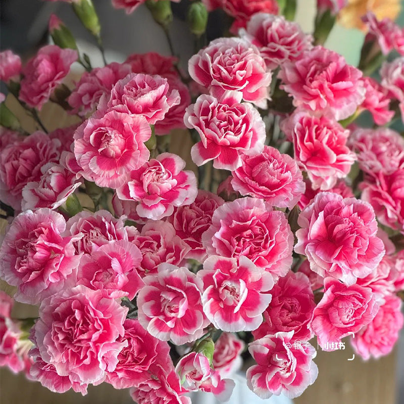 Carnation Seeds - Pink Picotee