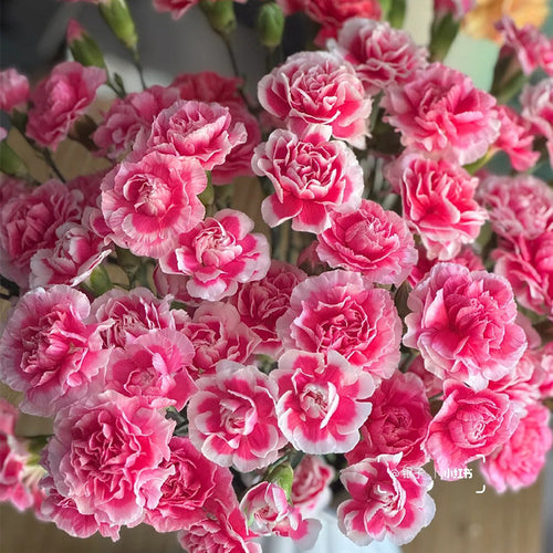 Carnation Seeds - Pink Picotee