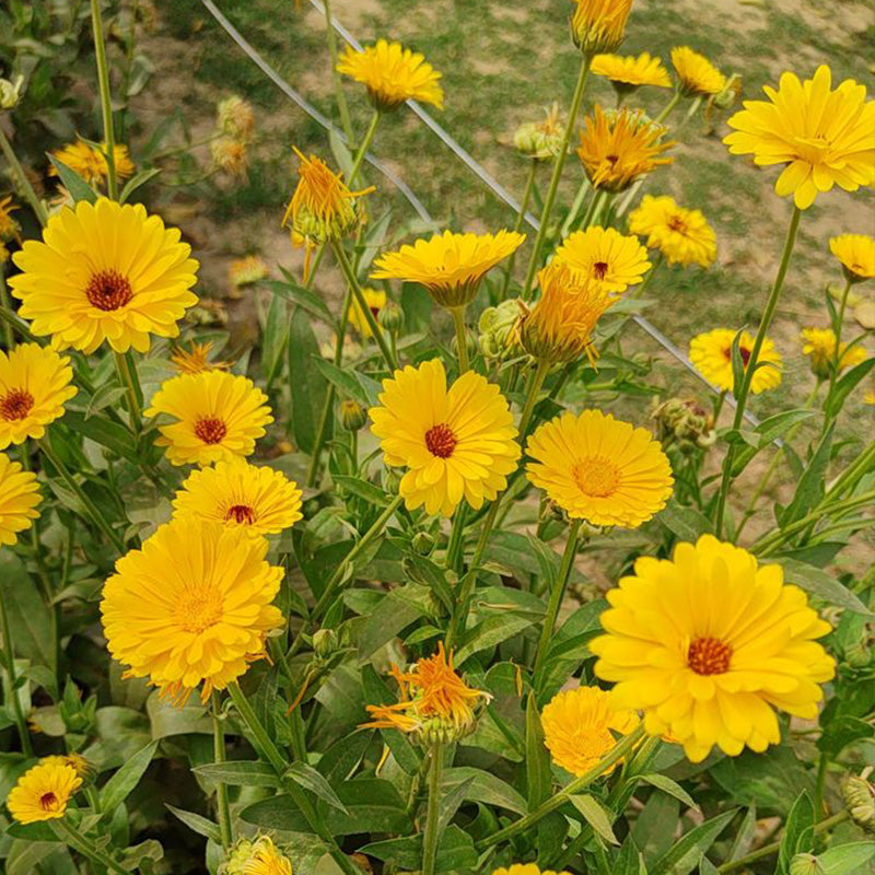 Calendula Seeds - Yellow Dark Eye