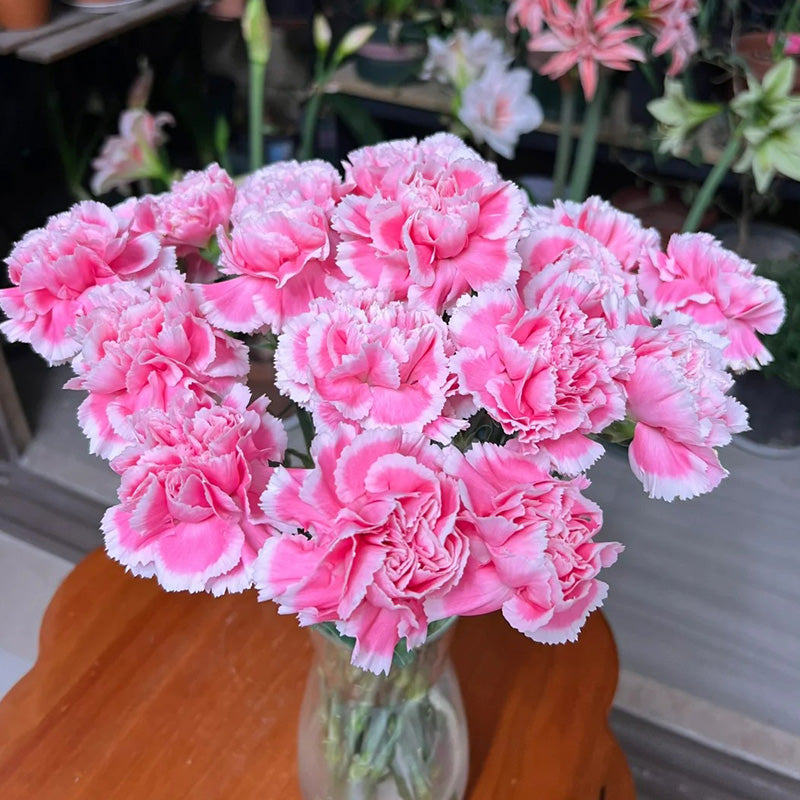 Carnation Seeds - Reverse Pink Picotee