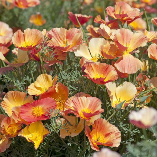 California Poppy Seeds - Peach Ruffled