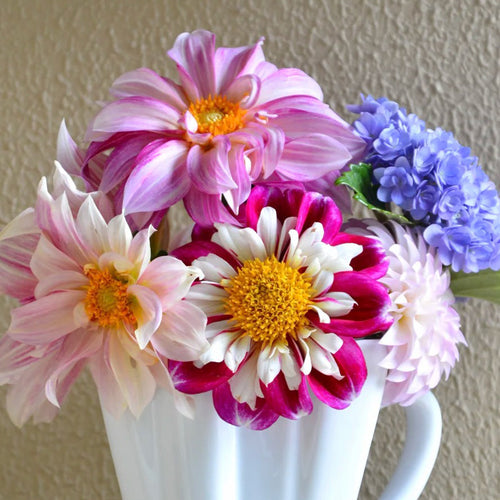 Dahlia Seeds - Anemone Star