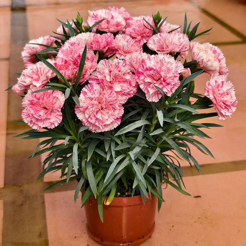 Carnation Seeds - Dwarf Pink Striped