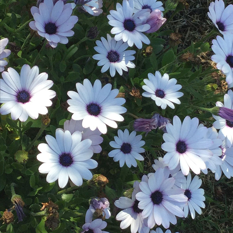 African Daisy Seeds - White Indigo Eye