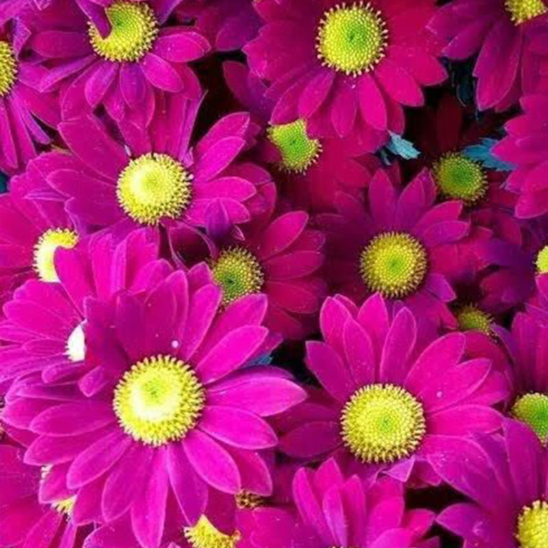Marguerite Daisy Seeds - Deep Magenta