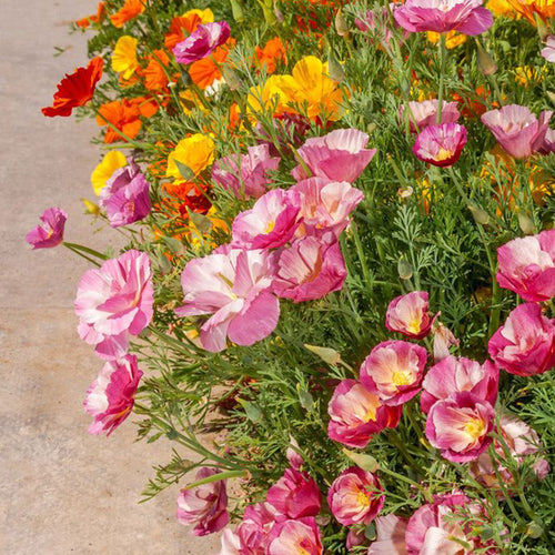 California Poppy Seeds - Ruffled Pastel