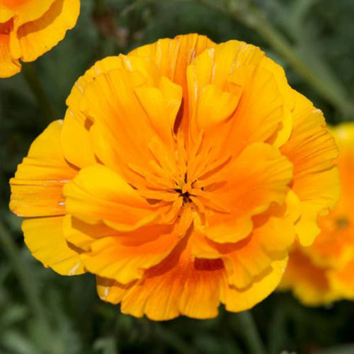 California Poppy Seeds - Golden Semi-Double