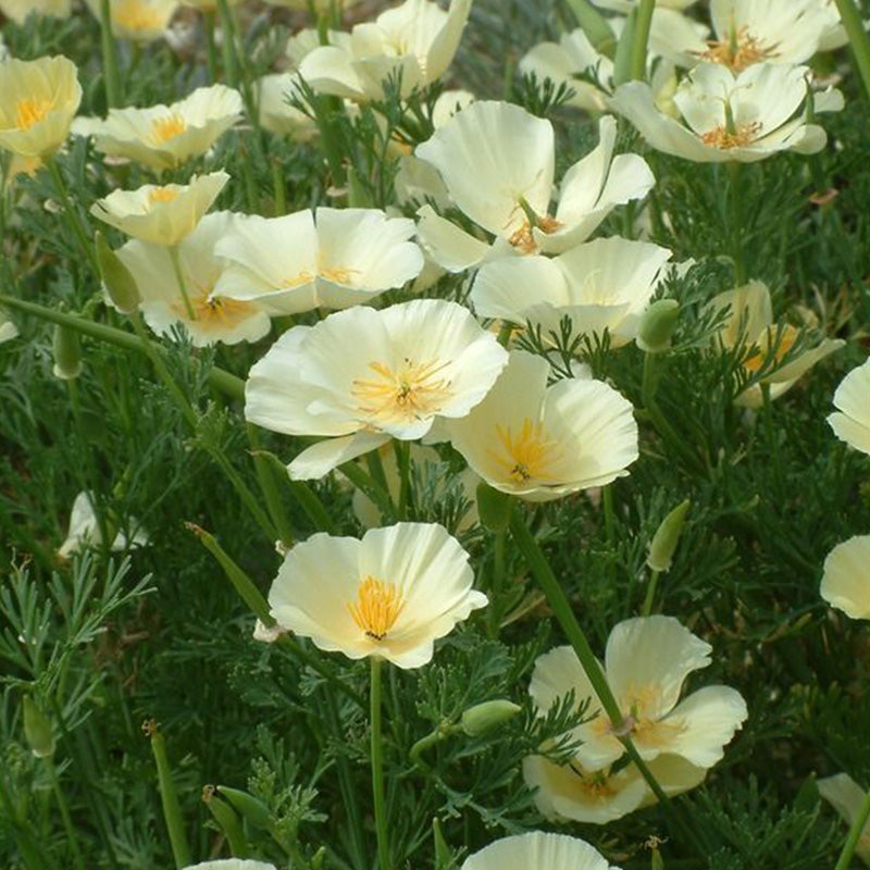 California Poppy Seeds - Pale Cream