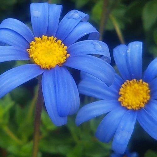Blue Daisy Seeds - Sky Blue (Felicia)