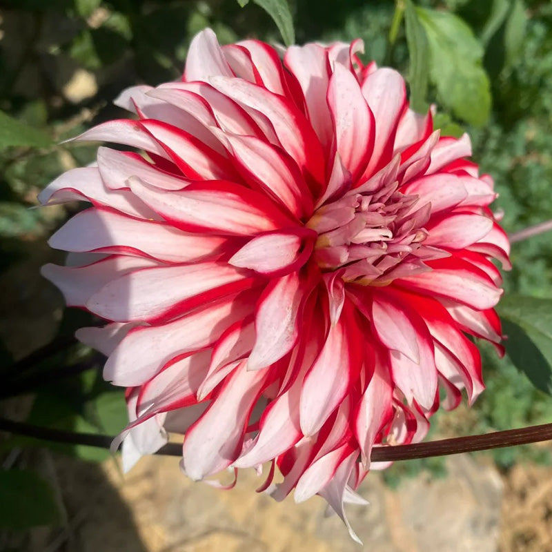 Dahlia Seeds - Red & White Stripe