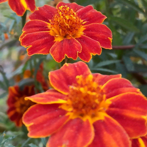 African Marigold Seeds - Single Red with Gold Edge