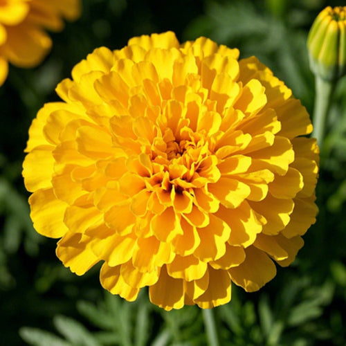 African Marigold Seeds - Golden Yellow Double