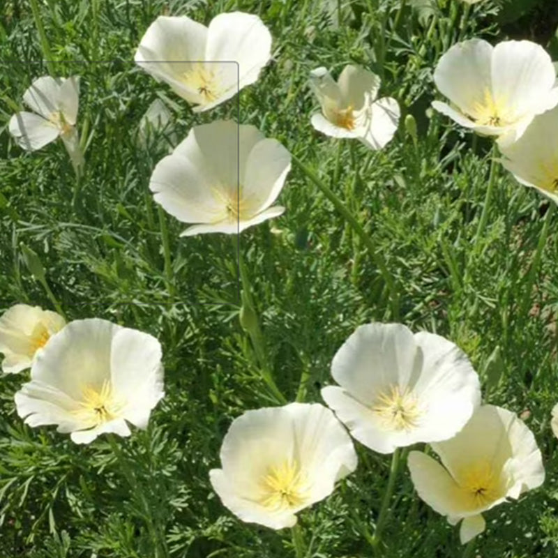 California Poppy Seeds - Ivory Single