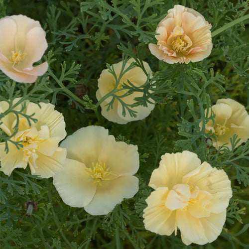 California Poppy Seeds - Creamy Double