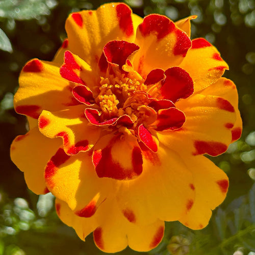 African Marigold Seeds - Tiger Striped French