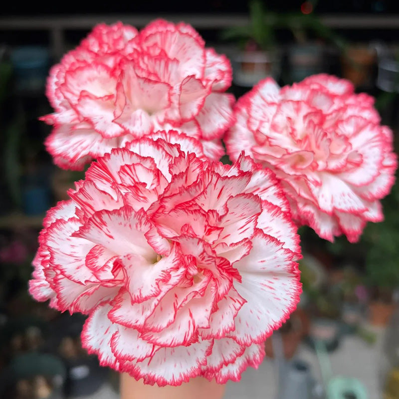 Carnation Seeds - Red Picotee Stripe