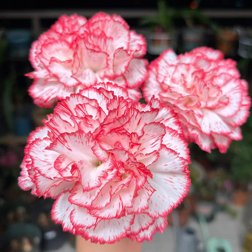 Carnation Seeds - Red Picotee Stripe