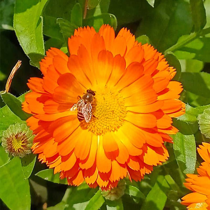 Calendula Seeds - Orange Yellow Center