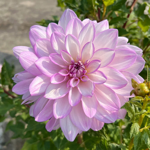 Dahlia Seeds - Lavender Picotee
