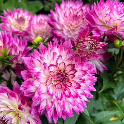 Dahlia Seeds - Magenta Picotee