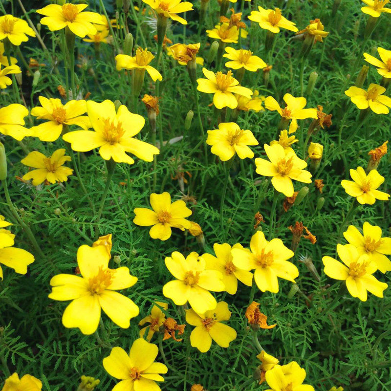African Marigold Seeds - Lemon Gem