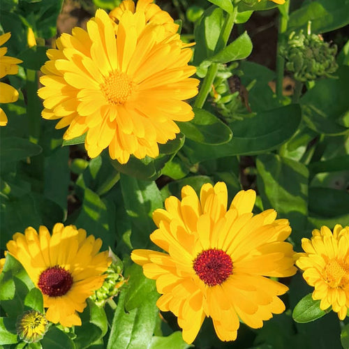 Calendula Seeds - Yellow Dark Eye