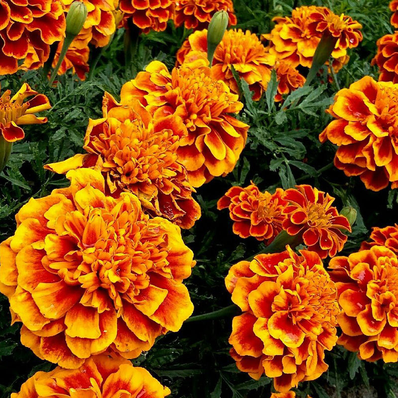African Marigold Seeds - Red with Gold Edge