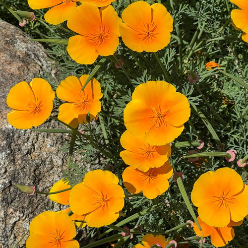 California Poppy Seeds - Golden Yellow