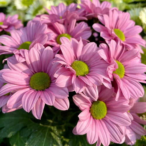 Marguerite Daisy Seeds - Pink Semi-Double