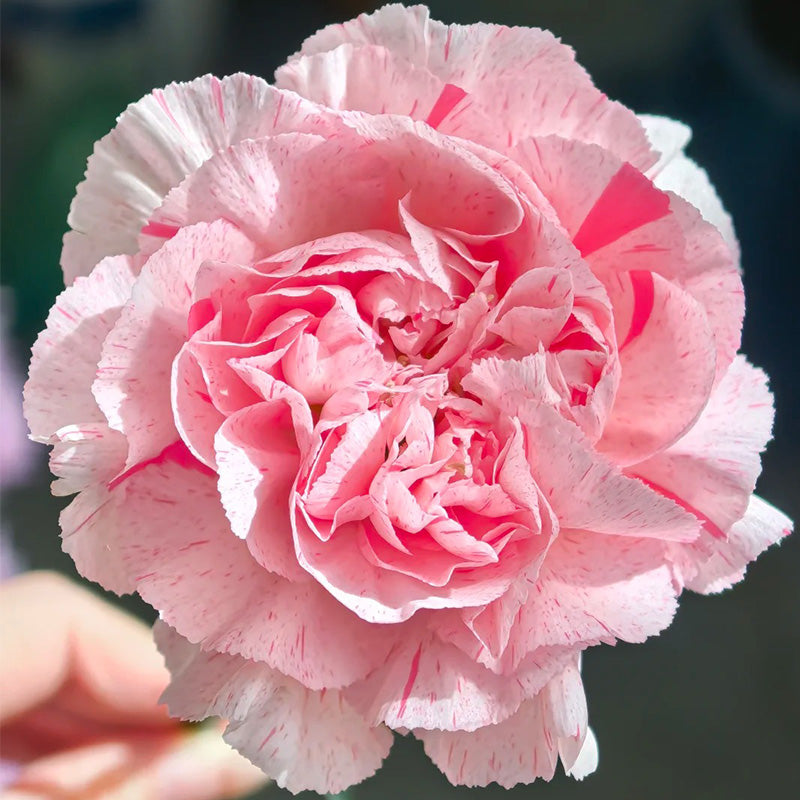 Carnation Seeds - Pink Speckled