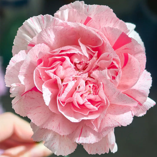 Carnation Seeds - Pink Speckled