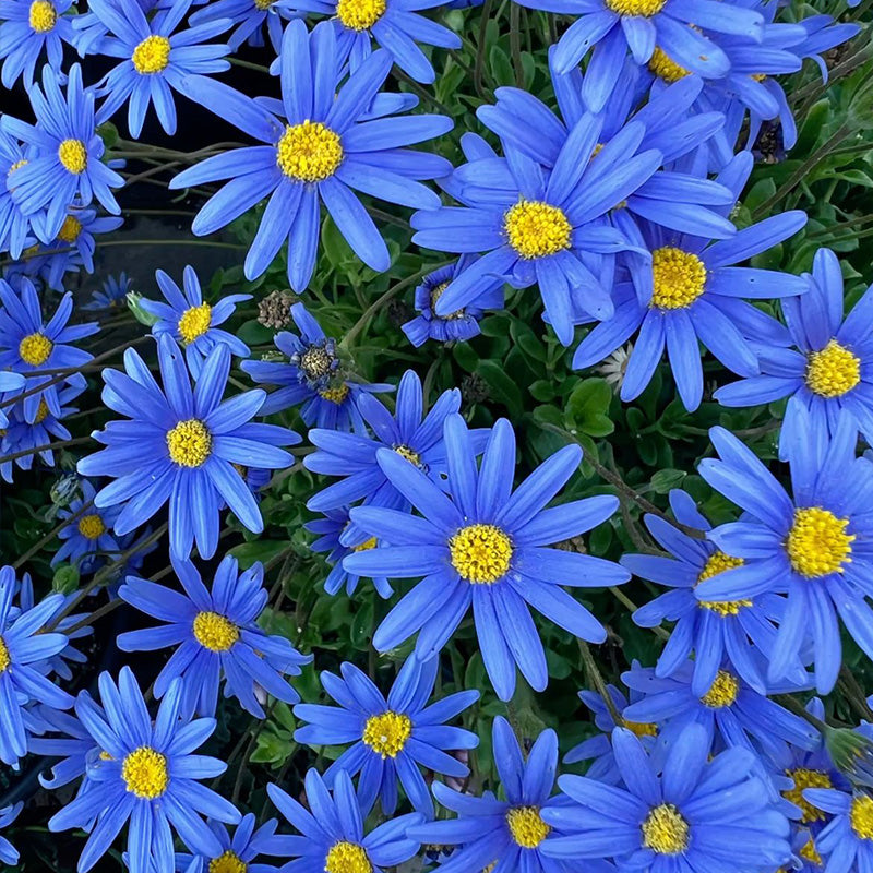 Blue Daisy Seeds - Sky Blue (Felicia)