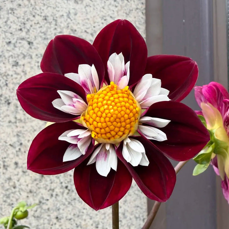 Dahlia Seeds - Burgundy Collarette