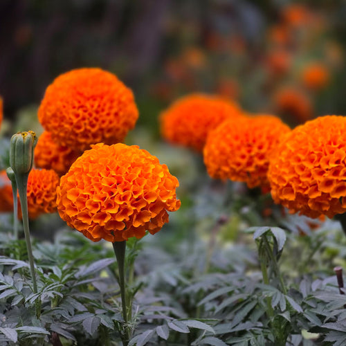 African Marigold Seeds - Giant Orange Ball