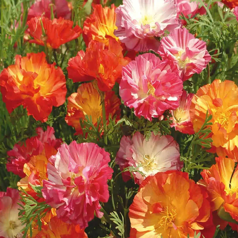 California Poppy Seeds - Double Ruffled Mix