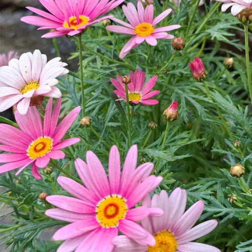 African Daisy Seeds - Pink Orange-Eye