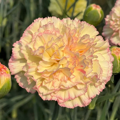 Carnation Seeds - Pastel Picotee