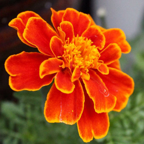 African Marigold Seeds - Fiery Orange & Gold