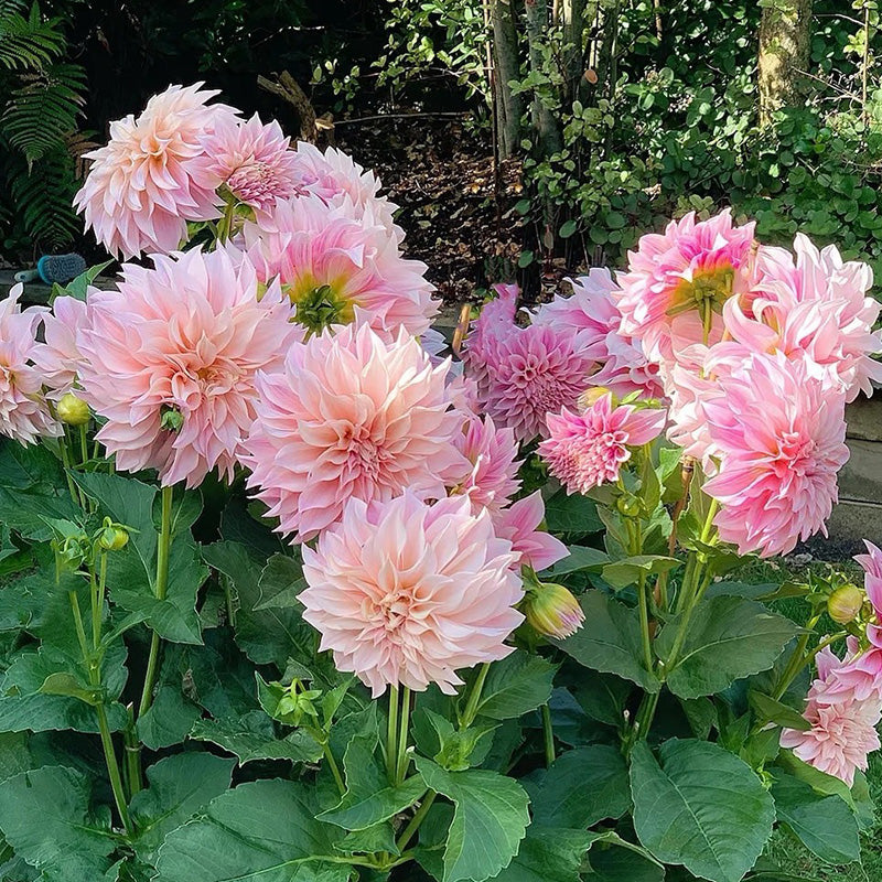 Dahlia Seeds - Soft Pink