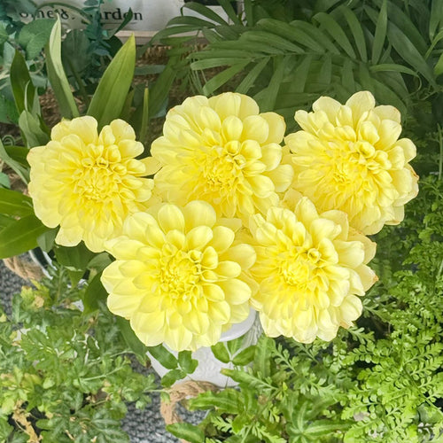 Dahlia Seeds - Yellow Pompon Dwarf