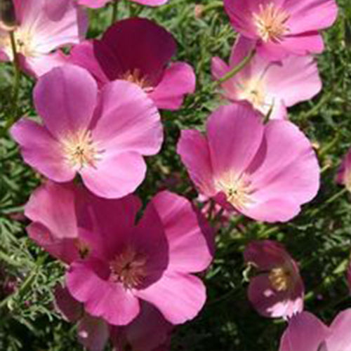 California Poppy Seeds - Pink & Cream