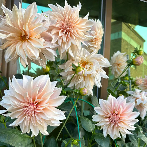 Dahlia Seeds - Blush Pink