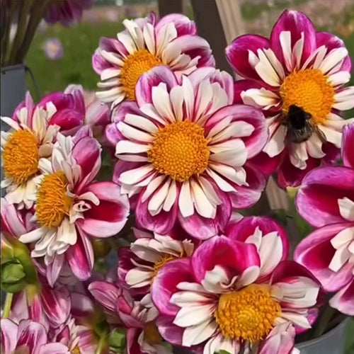 Dahlia Seeds - Anemone Star